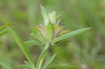 Lemon beebalm